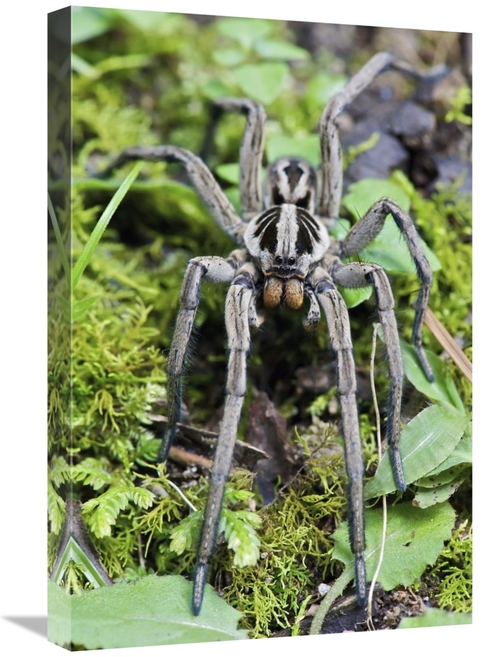 Global Gallery GCS-395549-1624-142 16 x 24 in. Wolf Spider Male, M