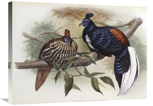 Global Gallery GCS-277795-30-142 30 in. Vieillots Fireback Art Print -