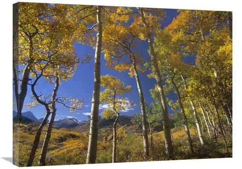 Global Gallery GCS-397043-2432-142 24 x 32 in. Aspen in Fall Colors & 