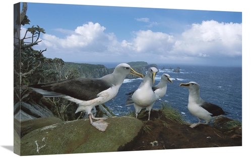 Global Gallery GCS-451661-2030-142 20 x 30 in. Bullers Albatross Gammi