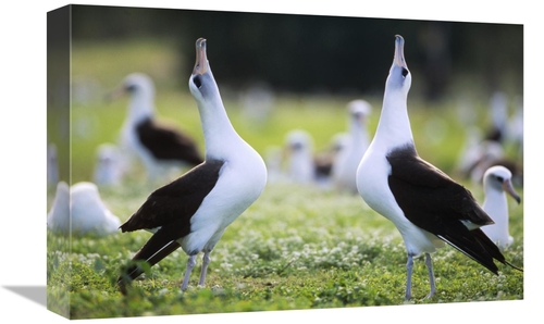 Global Gallery GCS-451426-1218-142 12 x 18 in. Laysan Albatross Courts