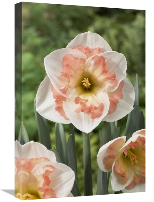 Global Gallery GCS-398374-1624-142 16 x 24 in. Daffodil Pink Wonder Va