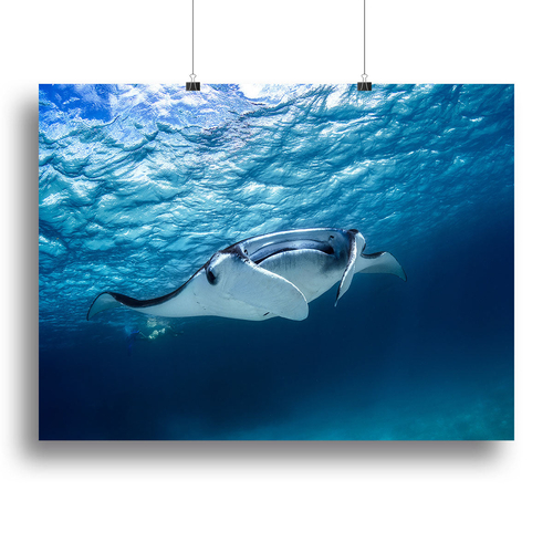 Manta Ray Canvas Print or Poster