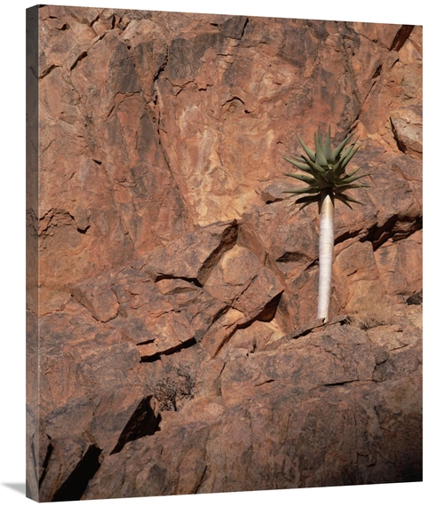 Global Gallery GCS-452908-2835-142 28 x 35 in. Quiver Tree Growing on 