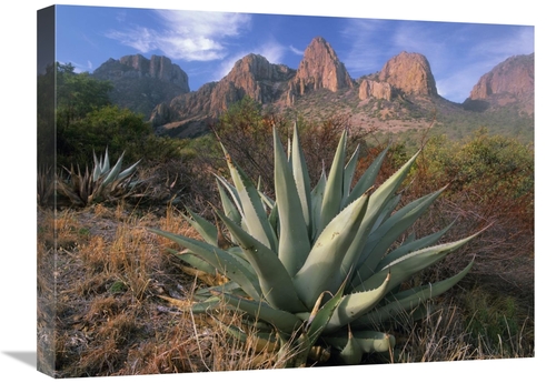 Global Gallery GCS-396745-1824-142 18 x 24 in. Chisos Agave & the Chis