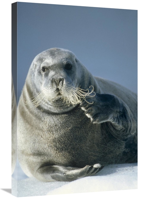 Global Gallery GCS-451184-2030-142 20 x 30 in. Bearded Seal Scratching