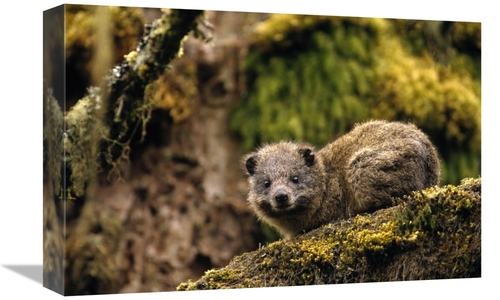 Global Gallery GCS-452778-1218-142 12 x 18 in. Eastern Tree Hyrax in H