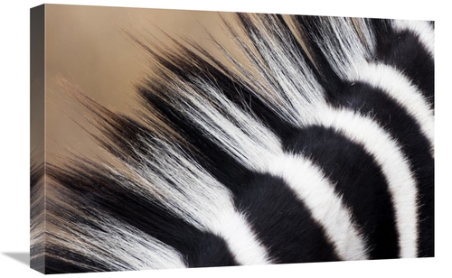 Global Gallery GCS-397436-1624-142 16 x 24 in. Zebra Mane, Khama R