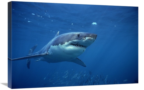 Global Gallery GCS-397968-2030-142 20 x 30 in. Great White Shark Swimm