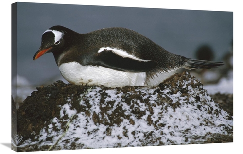 Global Gallery GCS-451716-2436-142 24 x 36 in. Gentoo Penguin Adult In