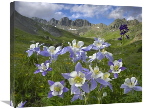 Global Gallery GCS-396507-2024-142 20 x 24 in. Colorado Blue Columbine