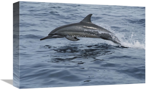 Global Gallery GCS-397963-1218-142 12 x 18 in. Spinner Dolphin Porpois