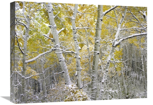 Global Gallery GCS-452177-1824-142 18 x 24 in. Quaking Aspens Near Keb
