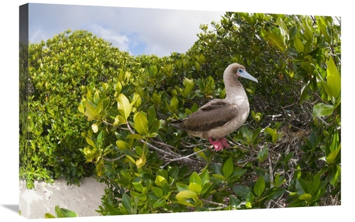 Global Gallery GCS-395641-2030-142 20 x 30 in. Red-Footed Booby Perchi