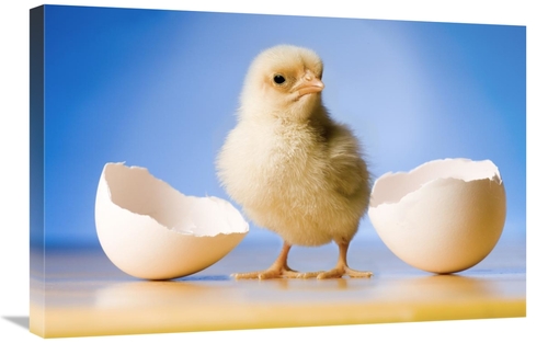 Global Gallery GCS-395710-2030-142 20 x 30 in. Domestic Chicken, B