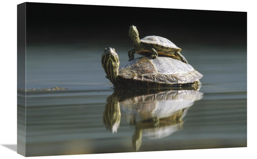 Global Gallery GCS-398511-1624-142 16 x 24 in. Red-Eared Slider Turtle