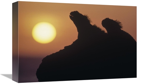 Global Gallery GCS-451155-1218-142 12 x 18 in. Marine Iguana Pair Silh