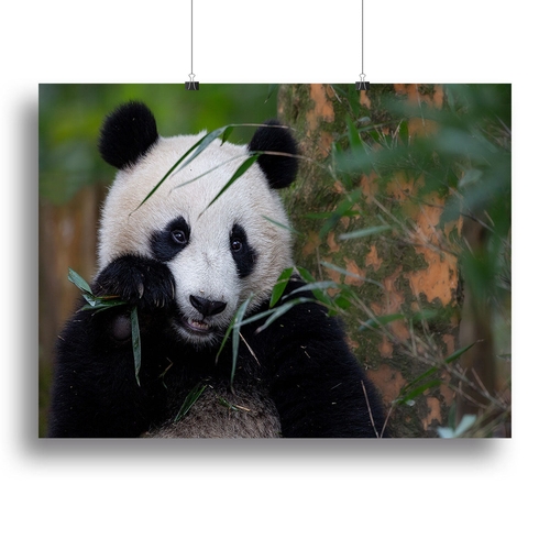 Bamboo Time Canvas Print or Poster