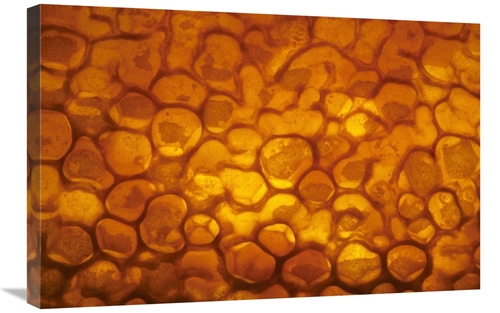 20 x 30 in. Honeycomb Cells Filled with Honey & Covered by Wax, Be