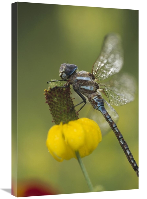 Global Gallery GCS-451975-2030-142 20 x 30 in. Southern Hawker Dragonf