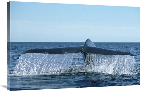 Global Gallery GCS-451104-2436-142 24 x 36 in. Blue Whale Tail, Se