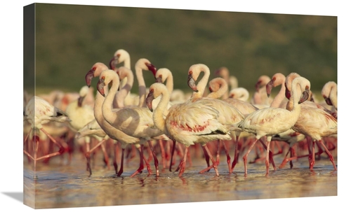 Global Gallery GCS-396948-1624-142 16 x 24 in. Lesser Flamingo Group P