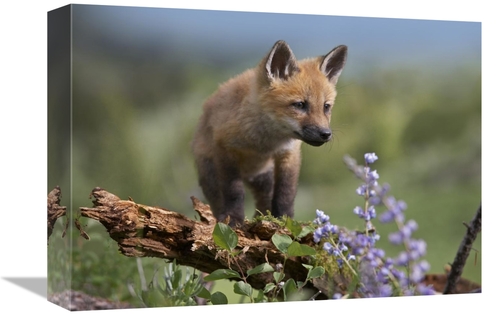 Global Gallery GCS-452203-1216-142 12 x 16 in. Red Fox Kit Climbing&#4