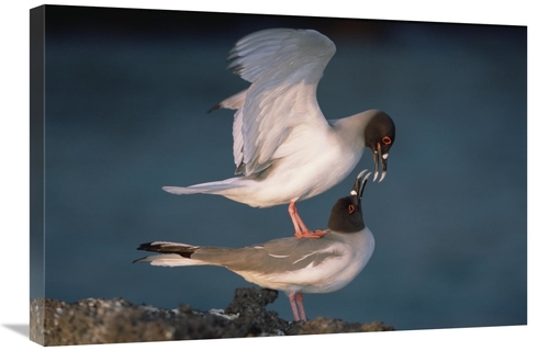 Global Gallery GCS-451519-2030-142 20 x 30 in. Swallow-Tailed Gull Pai