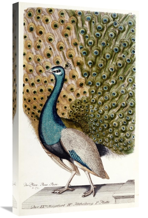 Global Gallery GCS-268238-30-142 30 in. Male Peacock in Full Display A