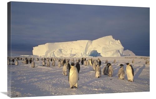 Global Gallery GCS-451181-2436-142 24 x 36 in. Emperor Penguin Large R
