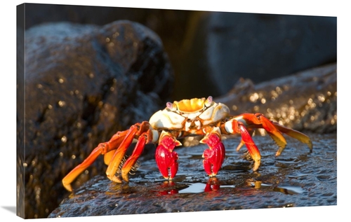 Global Gallery GCS-397342-2436-142 24 x 36 in. Sally Lightfoot Crab&#4
