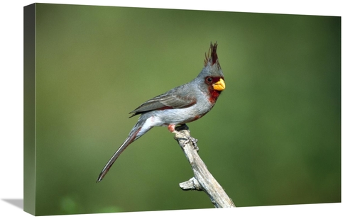 16 x 24 in. Pyrrhuloxia Male Perching, Rio Grande Valley, Texa