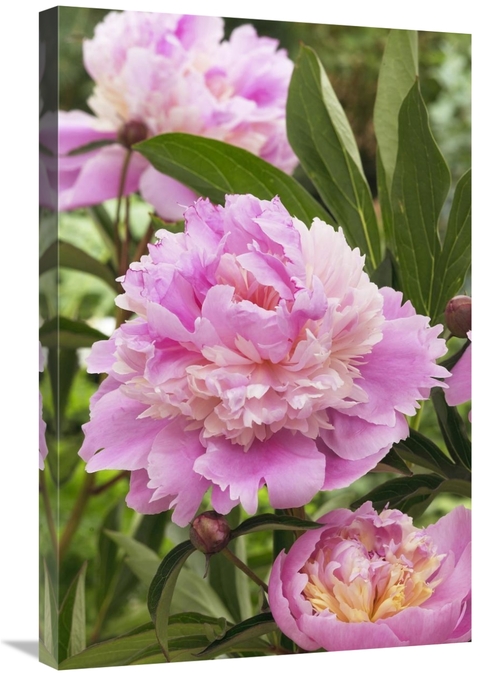 Global Gallery GCS-398386-2030-142 20 x 30 in. Peony Mme Emile Debaten