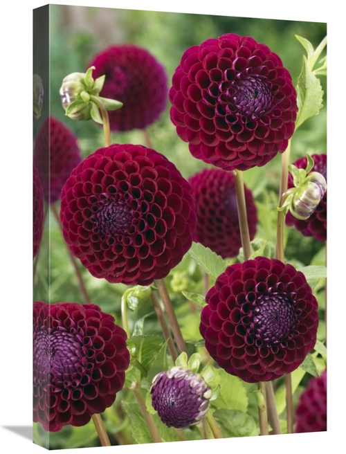 Global Gallery GCS-398373-1624-142 16 x 24 in. Dahlia Downham Royal Va