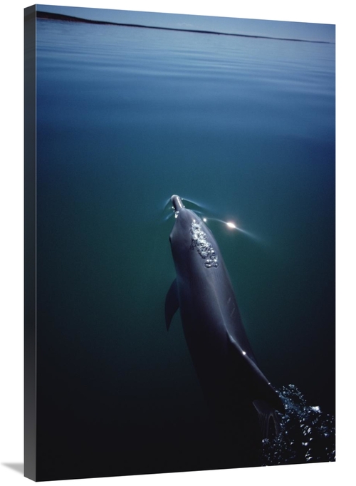 Global Gallery GCS-450659-2436-142 24 x 36 in. Bottlenose Dolphin Surf