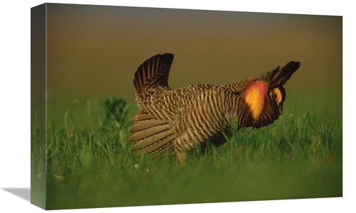 Global Gallery GCS-396749-1218-142 12 x 18 in. Greater Prairie Chicken