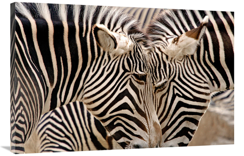 Global Gallery GCS-486652-40-142 40 in. Head to Head Art Print - Vic S