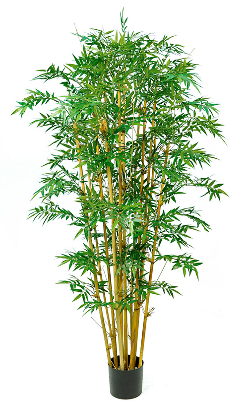 Autograph Foliages W-170200 6 ft. Royal Bamboo Tree, Green