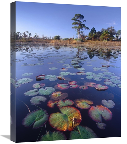 Global Gallery GCS-452161-1824-142 18 x 24 in. Waterlilies in Pond&#44