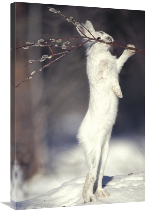 Global Gallery GCS-451848-2436-142 24 x 36 in. Snowshoe Hare Feeding o