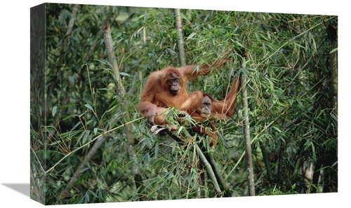 Global Gallery GCS-452338-1218-142 12 x 18 in. Orangutan Pair, Gun