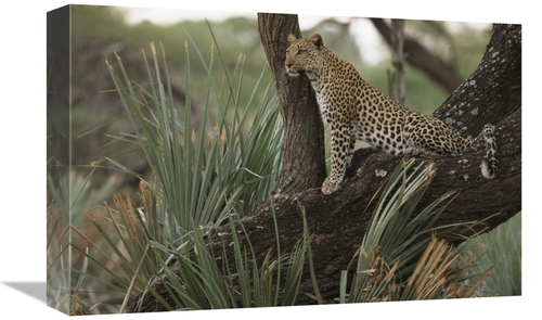 Global Gallery GCS-453114-1218-142 12 x 18 in. Leopard in Tree Searchi