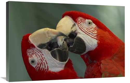 Global Gallery GCS-398150-2436-142 24 x 36 in. Scarlet Macaw Pair Kiss