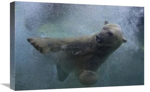 Global Gallery GCS-450888-1624-142 16 x 24 in. Polar Bear Swimming Und
