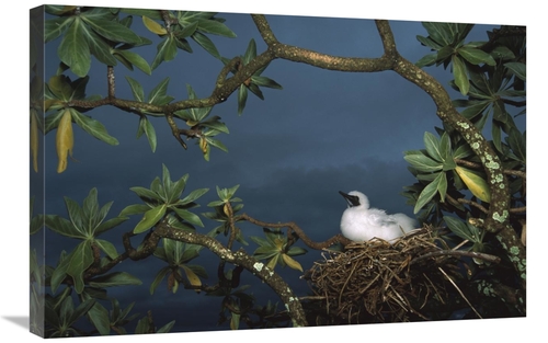 Global Gallery GCS-451677-2030-142 20 x 30 in. Red-Footed Booby Nestin