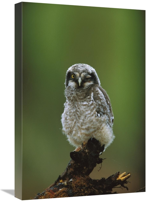 Global Gallery GCS-453322-1624-142 16 x 24 in. Northern Hawk Owl Chick