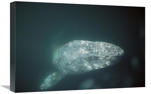 Global Gallery GCS-451696-1624-142 16 x 24 in. Gray Whale Curious Adul