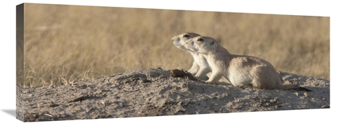 Global Gallery GCS-395443-36-142 36 in. Prairie Dog Pair, Grasslan