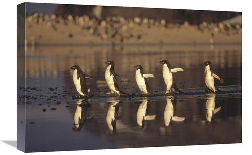 Global Gallery GCS-395584-1624-142 16 x 24 in. Adelie Penguins Crossin