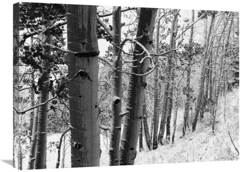 Global Gallery GCS-460931-2432-142 24 x 32 in. Aspens with Snow, G